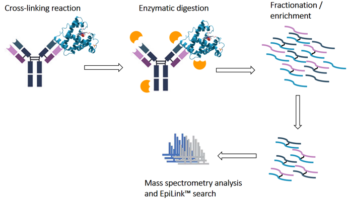 Mass-spectrometry-analysis-and-EpiLink-search.png