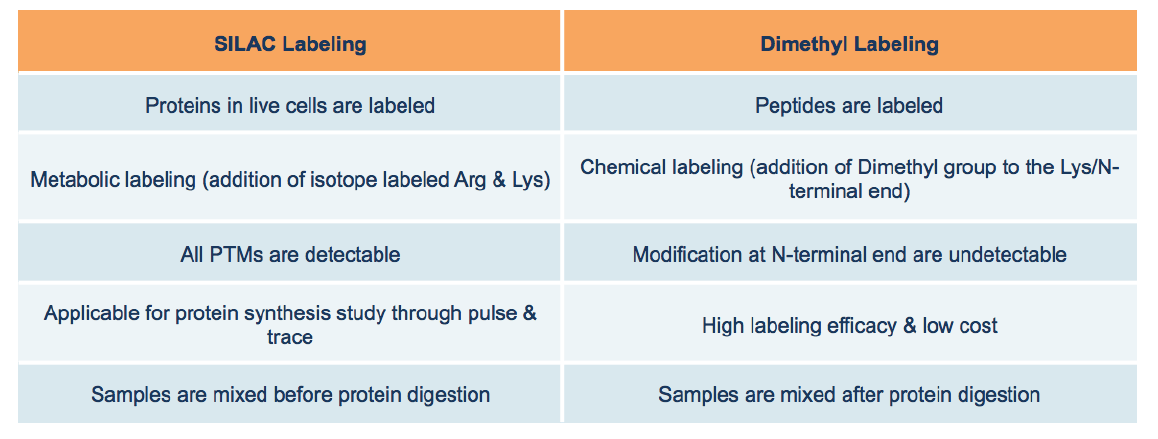 image-SILAC-Dimethyl-Labeling2.png