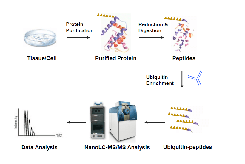 image-Ubiquitin-workflow2.png